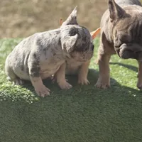 Harlequin , a female French Bulldog for sale in Greensboro, NC – Photo 2 of 4