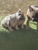 Harlequin , a female French Bulldog for sale in Greensboro, NC – Photo 2 of 4