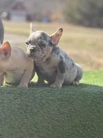 Harlequin , a female French Bulldog for sale in Greensboro, NC – Photo 4 of 4