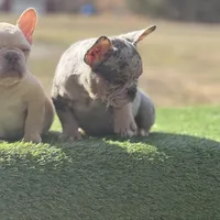 Harlequin , a female French Bulldog for sale in Greensboro, NC – Photo 3 of 4