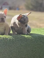 Harlequin , a female French Bulldog for sale in Greensboro, NC – Photo 3 of 4