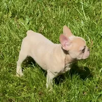 Spike, a male French Bulldog for sale in Greensboro, NC – Photo 2 of 4