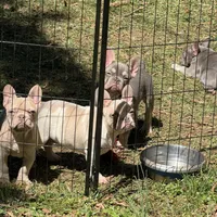 Spike, a male French Bulldog for sale in Greensboro, NC – Photo 4 of 4