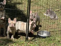 Spike, a male French Bulldog for sale in Greensboro, NC – Photo 4 of 4