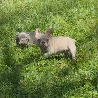 Spike, a male French Bulldog for sale in Greensboro, NC – Photo 3 of 4
