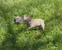 Spike, a male French Bulldog for sale in Greensboro, NC – Photo 3 of 4