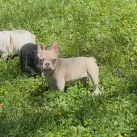 Spike, a male French Bulldog for sale in Greensboro, NC – Photo 1 of 4