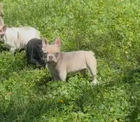 Spike, a male French Bulldog for sale in Greensboro, NC – Photo 1 of 4