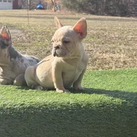 Crème , a female French Bulldog for sale in Greensboro, NC – Photo 4 of 4