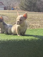 Crème , a female French Bulldog for sale in Greensboro, NC – Photo 4 of 4