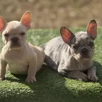 Crème , a female French Bulldog for sale in Greensboro, NC – Photo 3 of 4