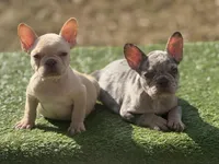 Crème , a female French Bulldog for sale in Greensboro, NC – Photo 3 of 4