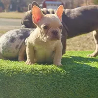 Crème , a female French Bulldog for sale in Greensboro, NC – Photo 2 of 4