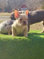 Crème , a female French Bulldog for sale in Greensboro, NC – Photo 2 of 4
