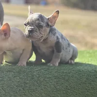 Crème , a female French Bulldog for sale in Greensboro, NC – Photo 1 of 4