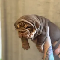 Willy Wonka, a male English Bulldog for sale in Greensboro, NC – Photo 1 of 6