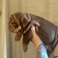 Willy Wonka, a male English Bulldog for sale in Greensboro, NC – Photo 2 of 6