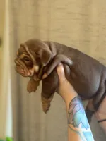 Willy Wonka, a male English Bulldog for sale in Greensboro, NC – Photo 2 of 6