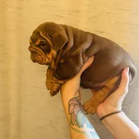 Willy Wonka, a male English Bulldog for sale in Greensboro, NC – Photo 6 of 6