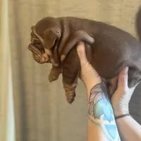 Willy Wonka, a male English Bulldog for sale in Greensboro, NC – Photo 5 of 6