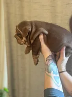 Willy Wonka, a male English Bulldog for sale in Greensboro, NC – Photo 5 of 6