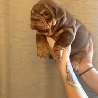 Willy Wonka, a male English Bulldog for sale in Greensboro, NC – Photo 4 of 6