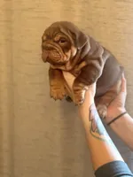 Willy Wonka, a male English Bulldog for sale in Greensboro, NC – Photo 4 of 6