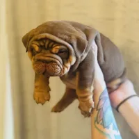 Willy Wonka, a male English Bulldog for sale in Greensboro, NC – Photo 3 of 6