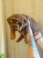 Willy Wonka, a male English Bulldog for sale in Greensboro, NC – Photo 3 of 6