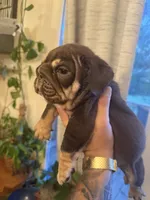 Caramel, a female English Bulldog for sale in Greensboro, NC – 3 of 7