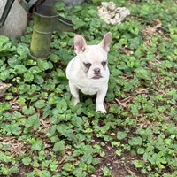 Spot, a female French Bulldog for sale in Greensboro, NC – Photo 1 of 4