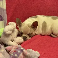 Spot, a female French Bulldog for sale in Greensboro, NC – Photo 4 of 4