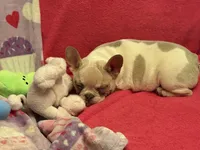 Spot, a female French Bulldog for sale in Greensboro, NC – Photo 4 of 4