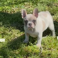 Spot, a female French Bulldog for sale in Greensboro, NC – Photo 2 of 4