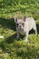 Spot, a female French Bulldog for sale in Greensboro, NC – Photo 2 of 4