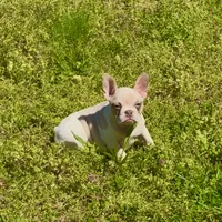 Spot, a female French Bulldog for sale in Greensboro, NC – Photo 3 of 4