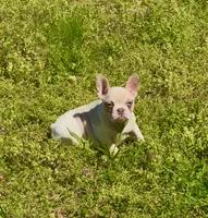 Spot, a female French Bulldog for sale in Greensboro, NC – Photo 3 of 4