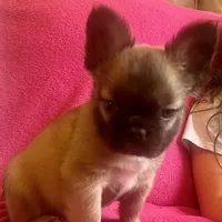 Theo, a male French Bulldog for sale in Greensboro, NC – Photo 2 of 3