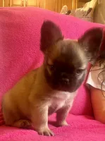 Theo, a male French Bulldog for sale in Greensboro, NC – Photo 2 of 3