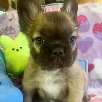 Theo, a male French Bulldog for sale in Greensboro, NC – Photo 1 of 3