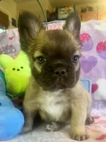 Theo, a male French Bulldog for sale in Greensboro, NC – Photo 1 of 3