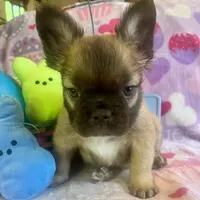 Theo, a male French Bulldog for sale in Greensboro, NC – Photo 3 of 3