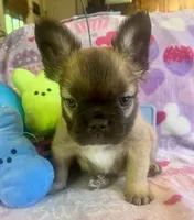 Theo, a male French Bulldog for sale in Greensboro, NC – Photo 3 of 3