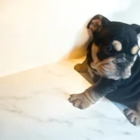 Blacky Chain, a male English Bulldog for sale in Greensboro, NC – Photo 3 of 3