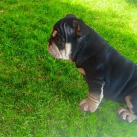 Blacky Chain, a male English Bulldog for sale in Greensboro, NC – Photo 2 of 3