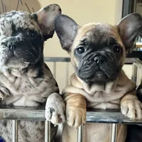 Black merle male, a male French Bulldog for sale in Greensboro, NC – Photo 3 of 10