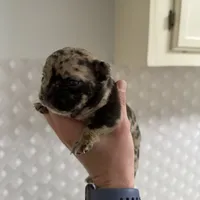 Black merle male, a male French Bulldog for sale in Greensboro, NC – Photo 7 of 10