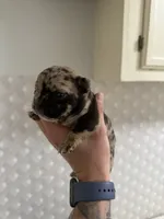 Black merle male, a male French Bulldog for sale in Greensboro, NC – Photo 7 of 10