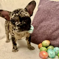 Black merle male, a male French Bulldog for sale in Greensboro, NC – Photo 2 of 10