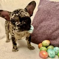 Black merle male, a male French Bulldog for sale in Greensboro, NC – Photo 2 of 10